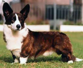 Welsh corgi cardigan