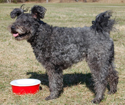 Pumi