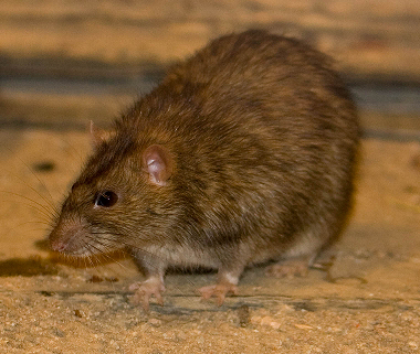 råtta
