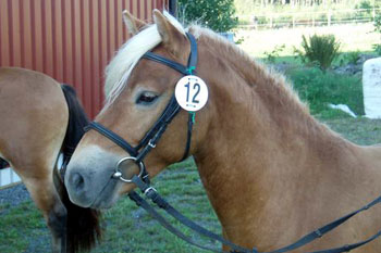 Foto & copyright: Pia Ekstrand