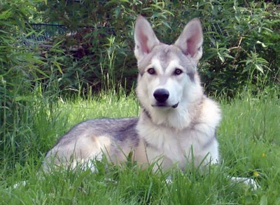 Saarloos wolfhond