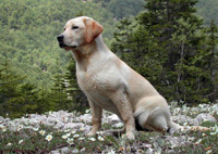 Labrador retriever