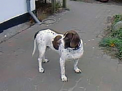 Gammel dansk hönsehund
