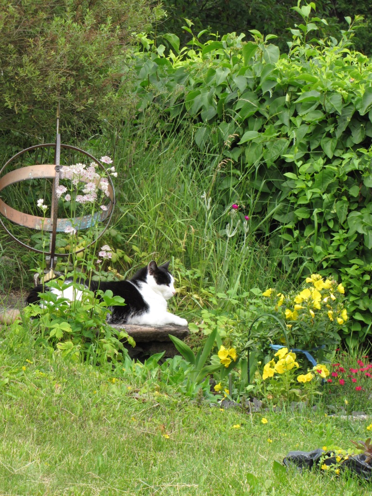 Fototävling - Sommarkatt 2009 