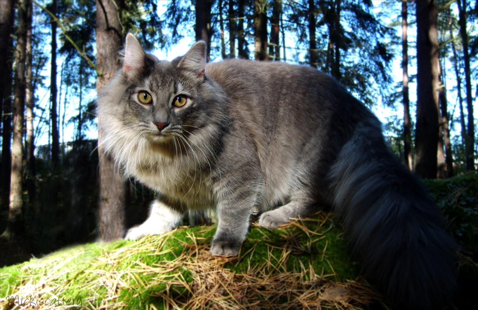 Månadens Katt - April