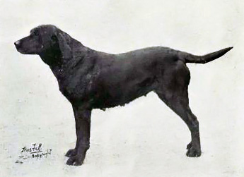 Labrador retriever