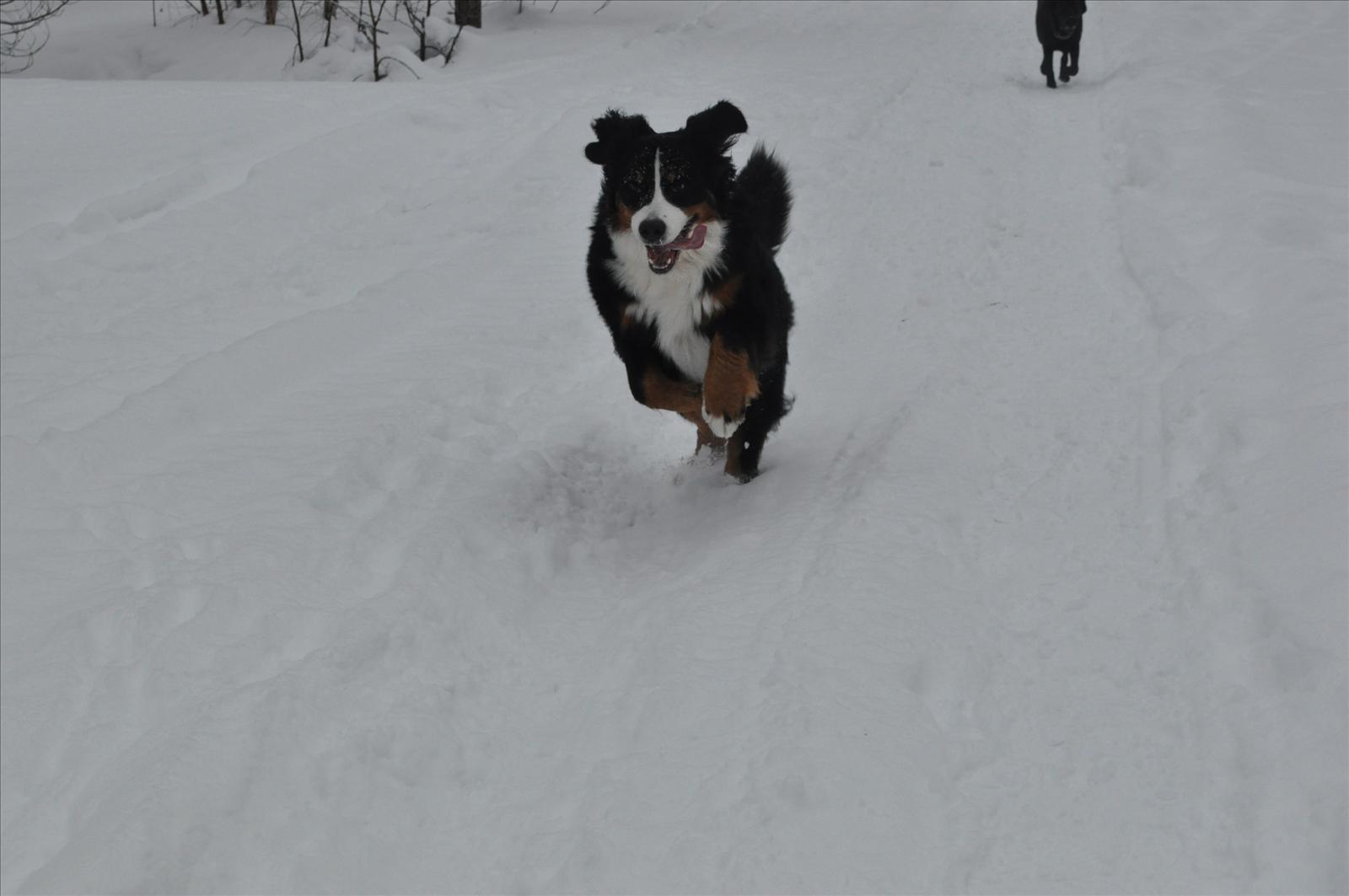 Månadens Hund - Februari