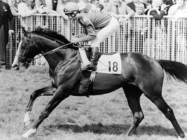 shergar.jpg