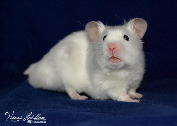 hamster.jpg