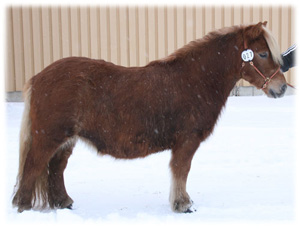 junibackens_molly_köping_09.jpg