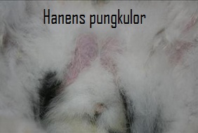 hanens pungkulor.jpg