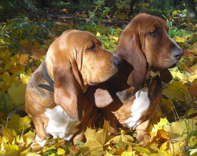 Basset hound