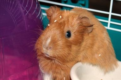 guineapigs-cute-babies-1946805-l.jpg