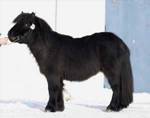 nasvallens_bandit_nordmaling09.jpg