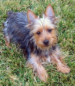 Silky terrier