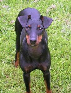 Manchesterterrier