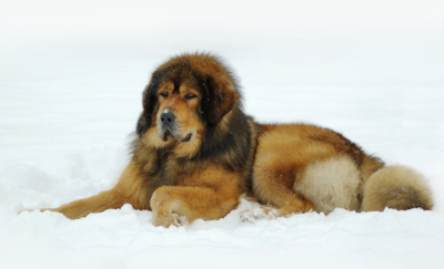 Tibetansk mastiff.jpg