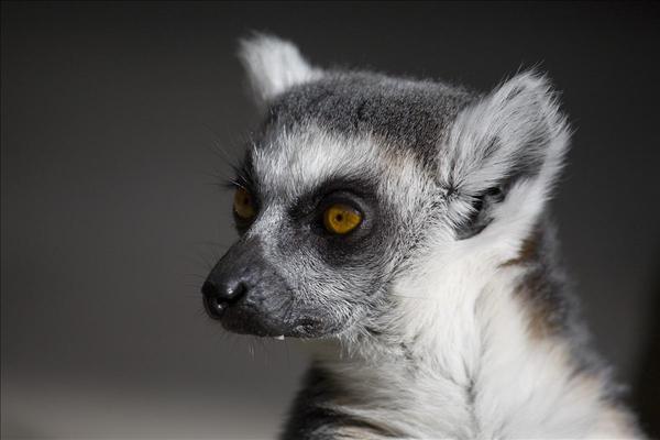 Lemur. Foto: www.fotoakuten.se