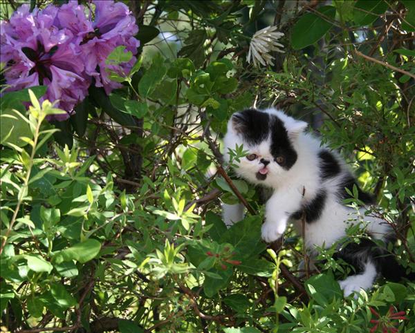 lillansommarbild4.jpg