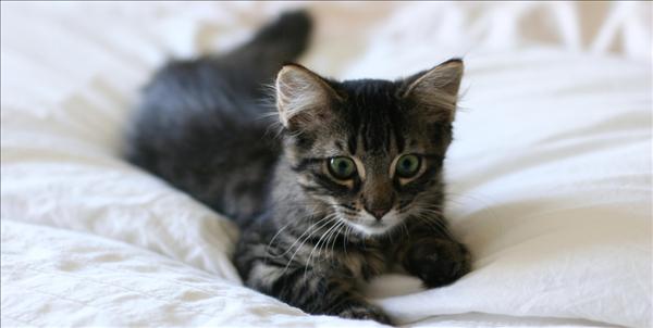 kitten.jpg