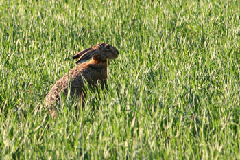 Hare i gräset