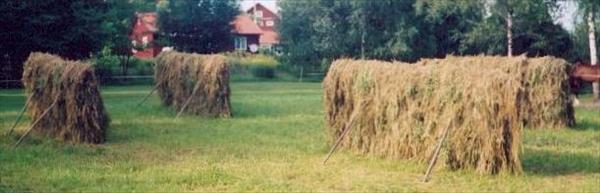 Hässja.jpg