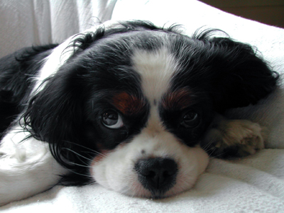 Cavalier king charles spaniel