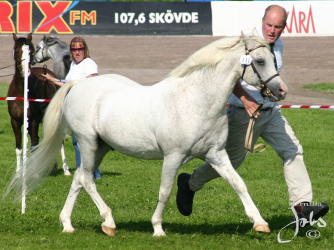 Paddock Camargue RW 91, Axevalla 2010-08-07. Foto: Pernilla Jobs©