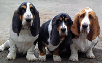 Basset hound