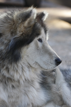 Alaskan malamute2.jpg