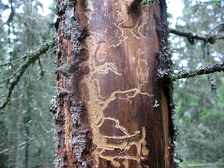 SVAMPSKOGEN Augusti 018 copy.jpg