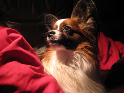 Papillon.jpg