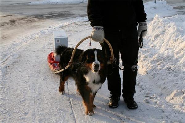 Berner sennen Aramis. Foto: Vargnatt