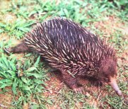 echidna_pic.jpg