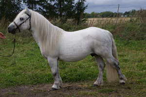Emmeros Etoile HP Köping 09.jpg