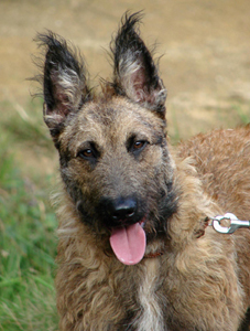 Belgisk vallhund laekenois