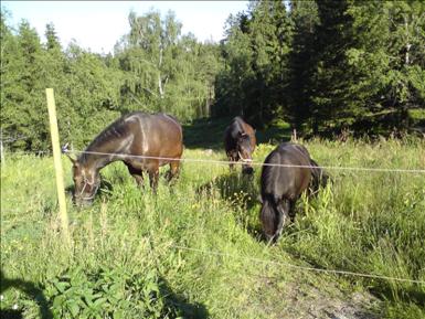 Nesslansommar09.JPG