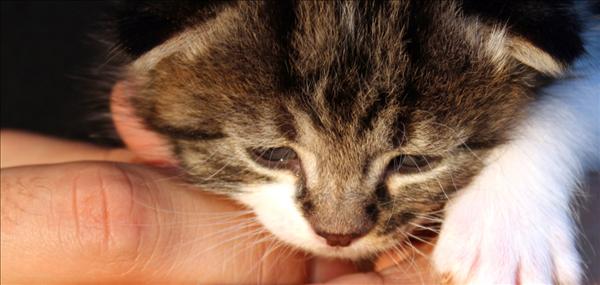 kattung_i_haender.jpg