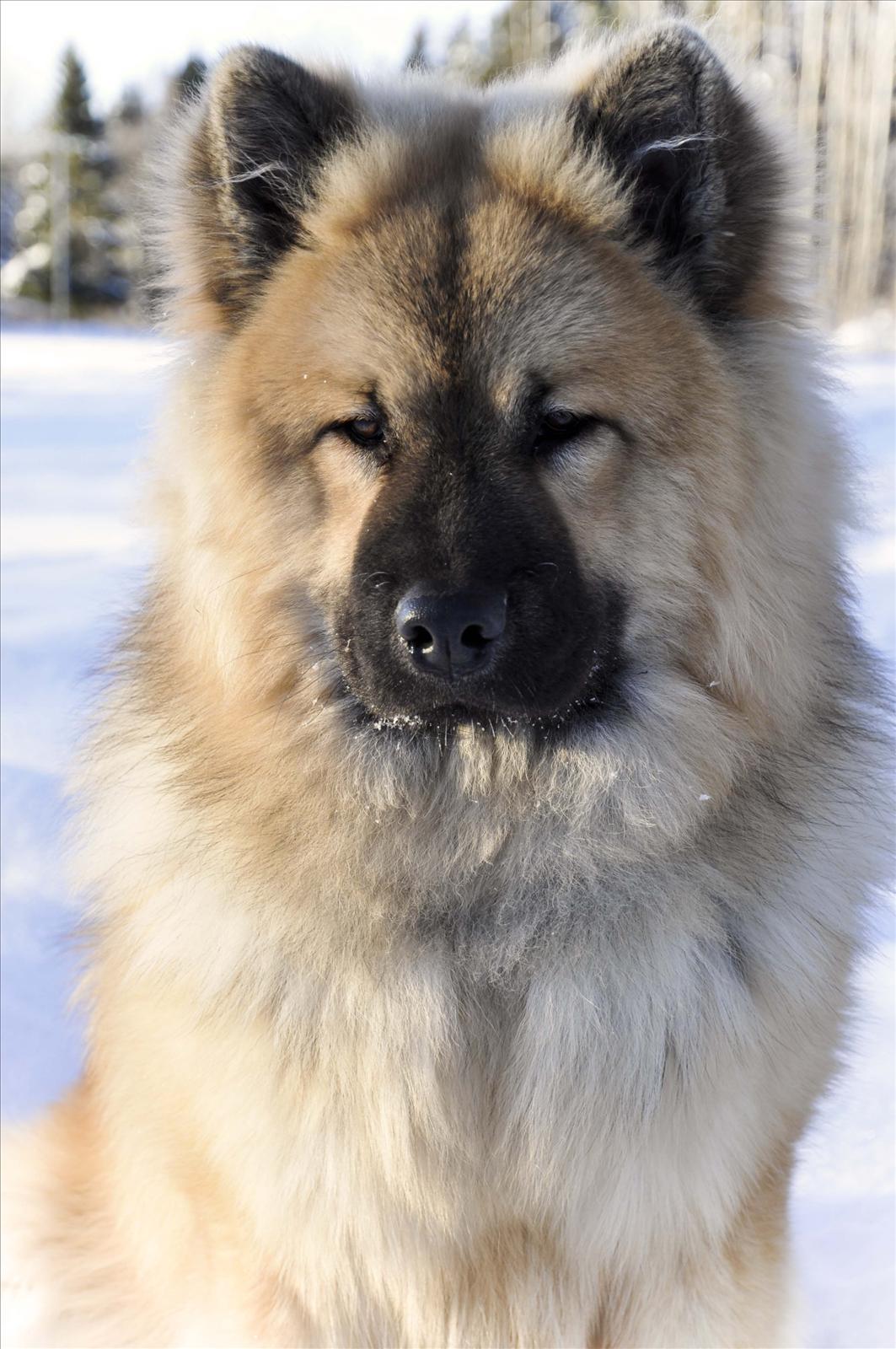 Månadens Hund - December