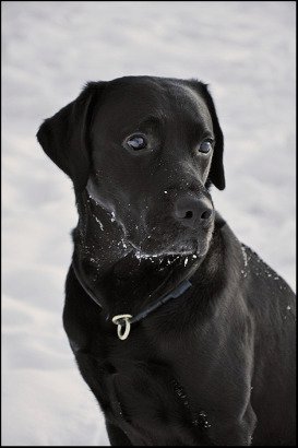 Månadens Hund - November
