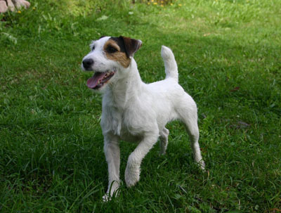 Jack russell terrier