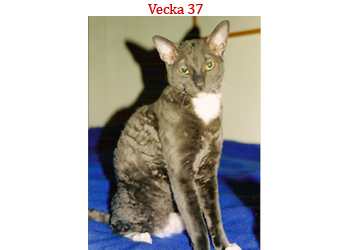 Vecka 37