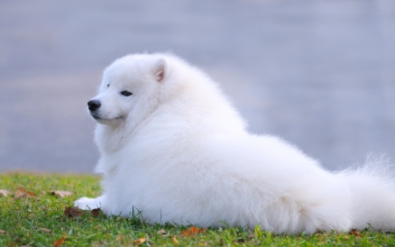Samojed4.jpg