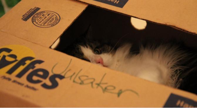 Fototävling; Lussekatt 2010