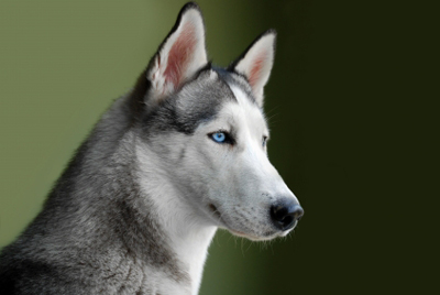 Siberian husky
