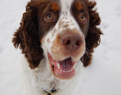 Engelsk springer spaniel 