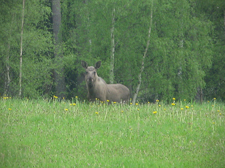 Maskrosäng med älgko.jpg