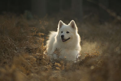 Samojedhund