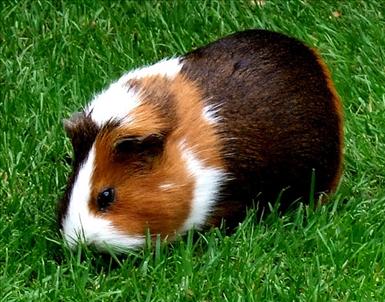 guineapig-grass-green-1946806-l.jpg