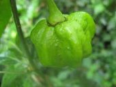 habanero.jpg